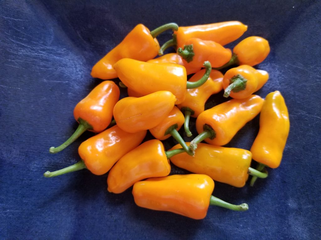 delving-into-the-datil-pepper-eat-the-heat